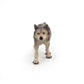 Papo - Realistic Grey She-Wolf Figure Toy for Kids - Ages 3+ - Wild Life Collection - Educational Play Pack Life - Gift Idea Toy for Girls and Boys