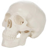 Axis Scientific 3.5" Miniature 3-Part Human Skull Model
