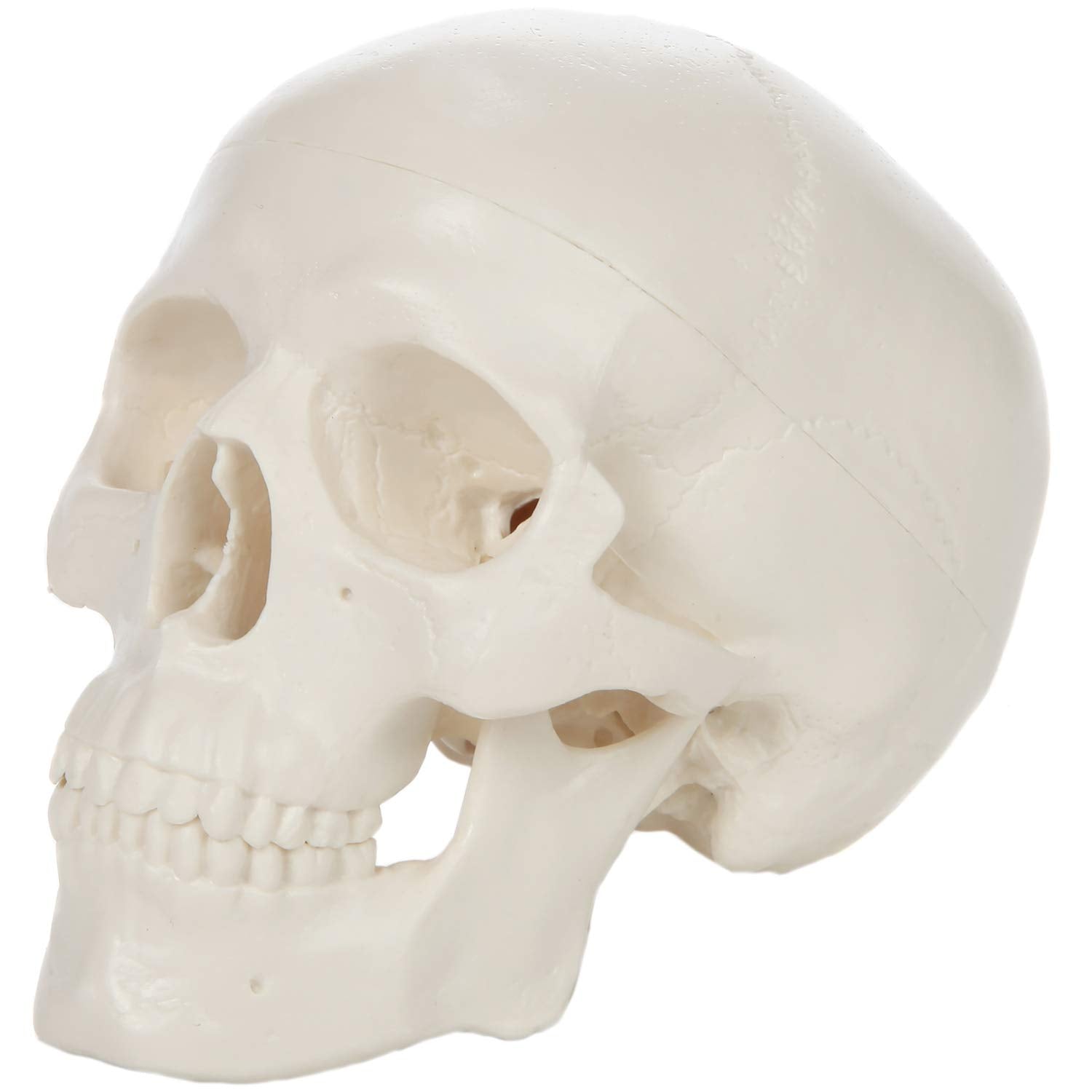 Axis Scientific 3.5" Miniature 3-Part Human Skull Model