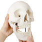 Merinden Skull Model, Human Skull Anatomy Model, Life Size 3-Part Plastic Skull Model with Removable Skull Cap and Articulated Mandible and Teeth