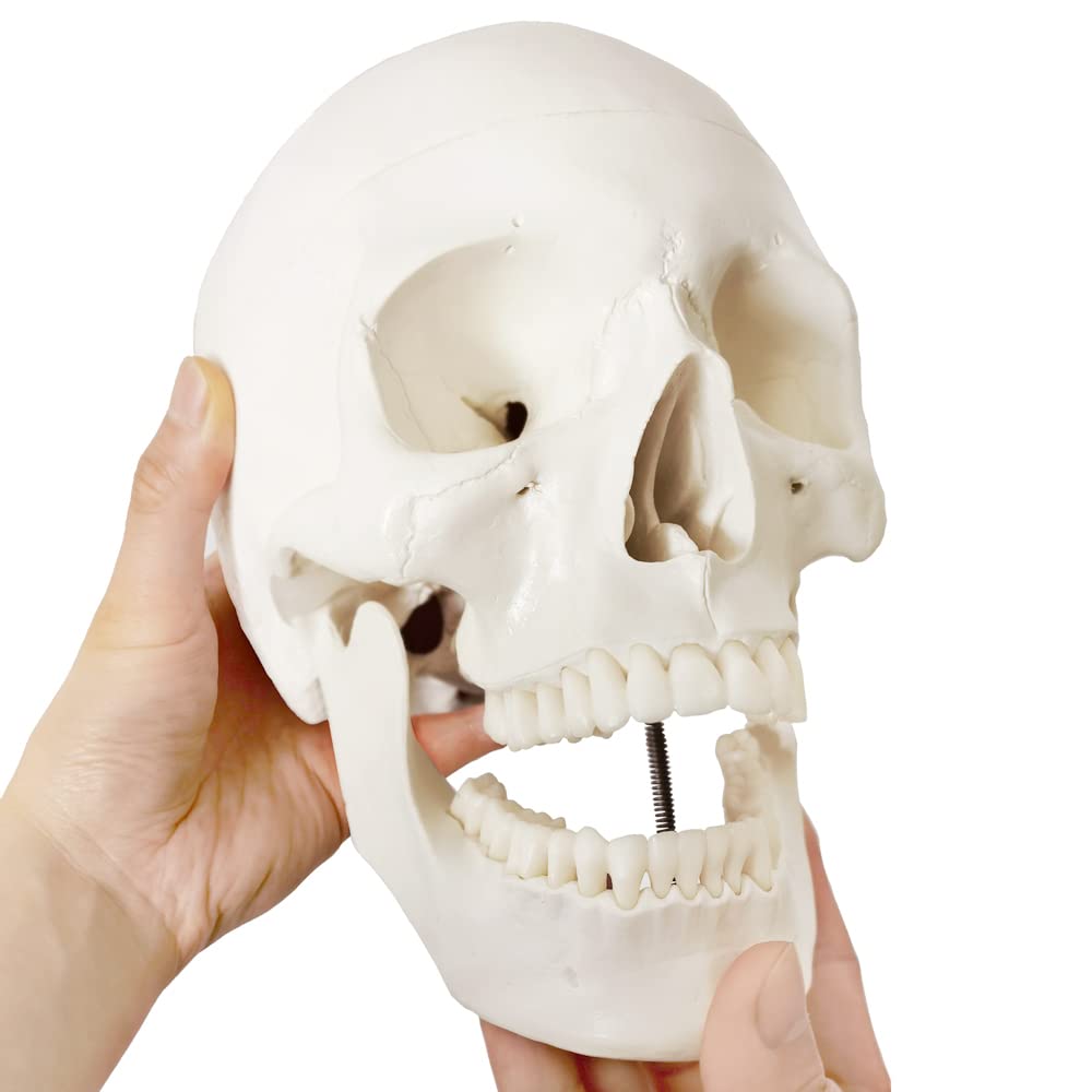 Merinden Skull Model, Human Skull Anatomy Model, Life Size 3-Part Plastic Skull Model with Removable Skull Cap and Articulated Mandible and Teeth