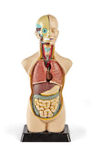 hand2mind 19 Inch Tabletop Human Torso Model, Anatomically Accurate Kit, 10 Removable Human Organs, Anatomy Model for Kids, Human Anatomy Torso Model