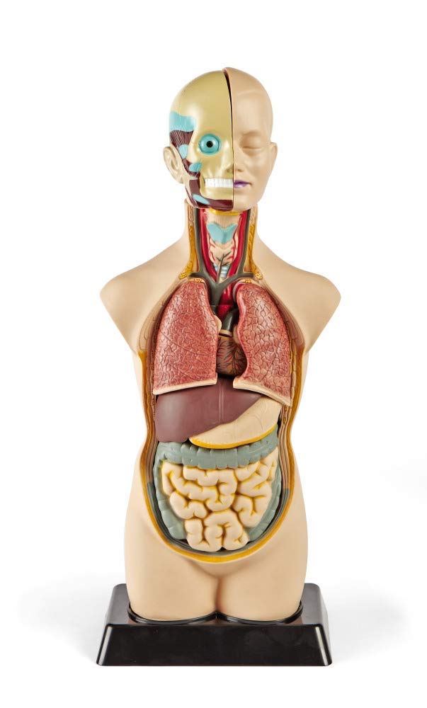 hand2mind 19 Inch Tabletop Human Torso Model, Anatomically Accurate Kit, 10 Removable Human Organs, Anatomy Model for Kids, Human Anatomy Torso Model