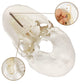 Merinden Skull Model, Human Skull Anatomy Model, Life Size 3-Part Plastic Skull Model with Removable Skull Cap and Articulated Mandible and Teeth