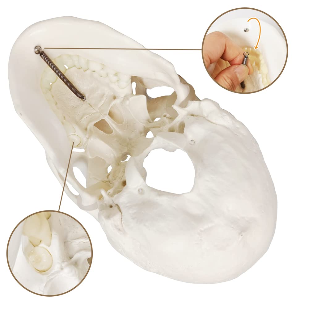 Merinden Skull Model, Human Skull Anatomy Model, Life Size 3-Part Plastic Skull Model with Removable Skull Cap and Articulated Mandible and Teeth
