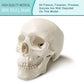 2026 New Human Skull Model,3 Part With 2-Part Human Brain;Half Life Size Skull with Brain;Human Head With Brain for Medical Teaching Learning, Art