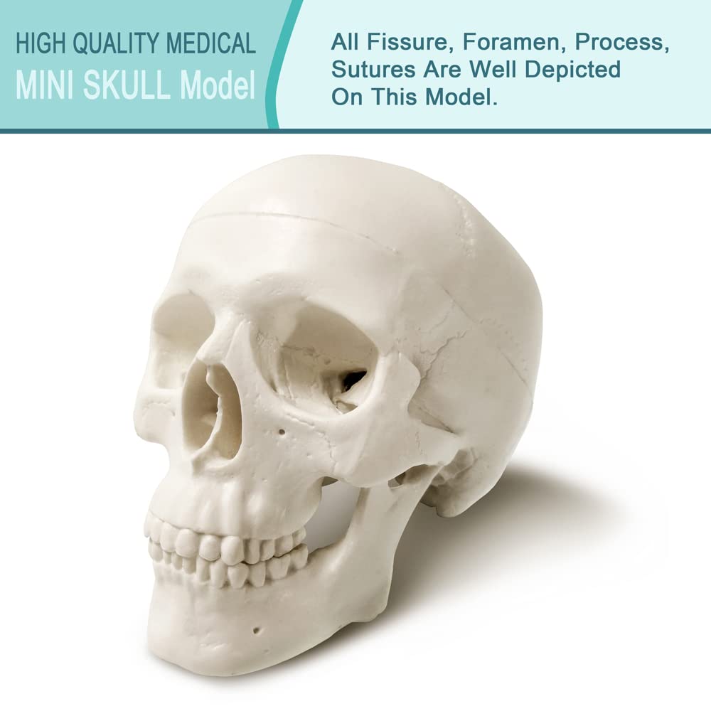 2026 New Human Skull Model,3 Part With 2-Part Human Brain;Half Life Size Skull with Brain;Human Head With Brain for Medical Teaching Learning, Art