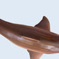 Lana Toys PNSO Helicoprion Haylee Figure Realistic Edestidae Shark PVC Collector Toys Animal Art Model Decoration Gift for Adult