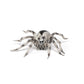 Papo - Realistic Tarantula Figure Toy for Kids - Ages 3+ - Wild Life Collection - Educational Play Insects and Spiders - Gift Idea Toy for Girls