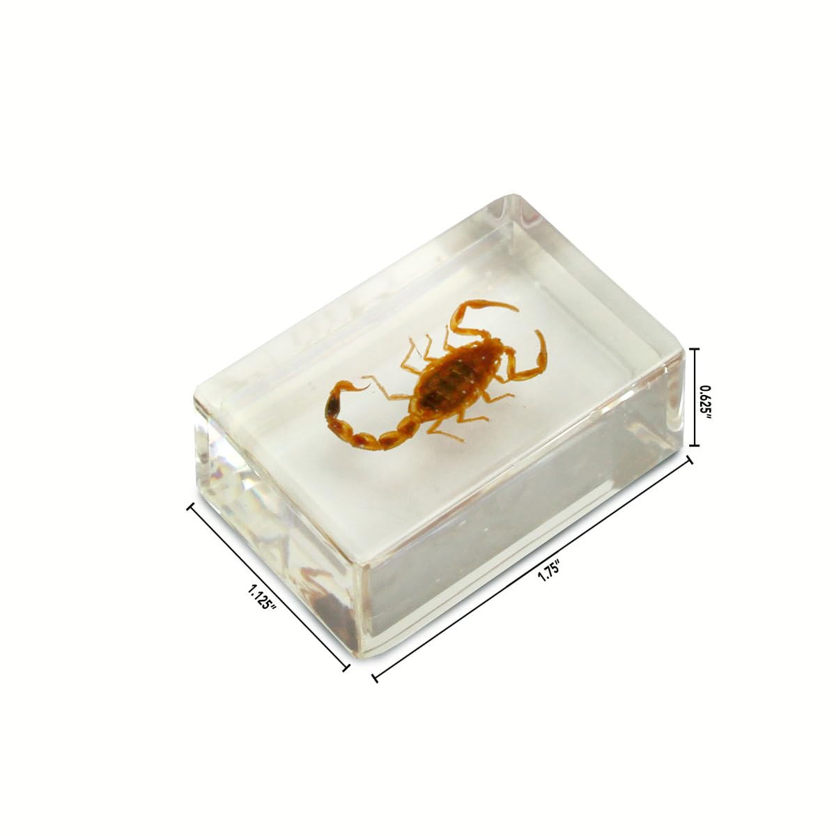 Geoworld 10 Insect Specimens Set - Real Beetles, Scorpions, Crickets in Resin with Magnifying Glass & Booklet - Great for Science Projects - Kids
