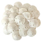 Tumbler Home White Sand Dollars 2" to 2.25" Set of 12 - Wedding Seashell Craft Sand Dollars- Hand Picked and Professionally Packed
