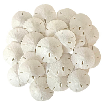 Tumbler Home White Sand Dollars 2" to 2.25" Set of 12 - Wedding Seashell Craft Sand Dollars- Hand Picked and Professionally Packed