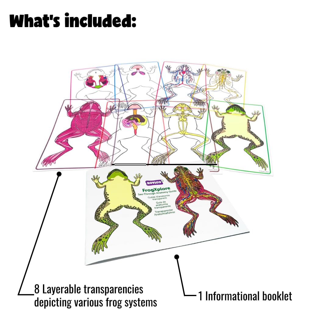 Roylco FrogXplore See-Through Frog Anatomy Kit | 8 Transparent Layers | No-Dissection Biology Kit for Kids Ages 5+ | STEM Science for Classroom