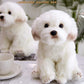 QREZAA 14" Realistic Plush Maltese Dog, Stuffed Animal Puppy Dog Toys, Soft Plush Pillow Birthday for Kids and Adult, White