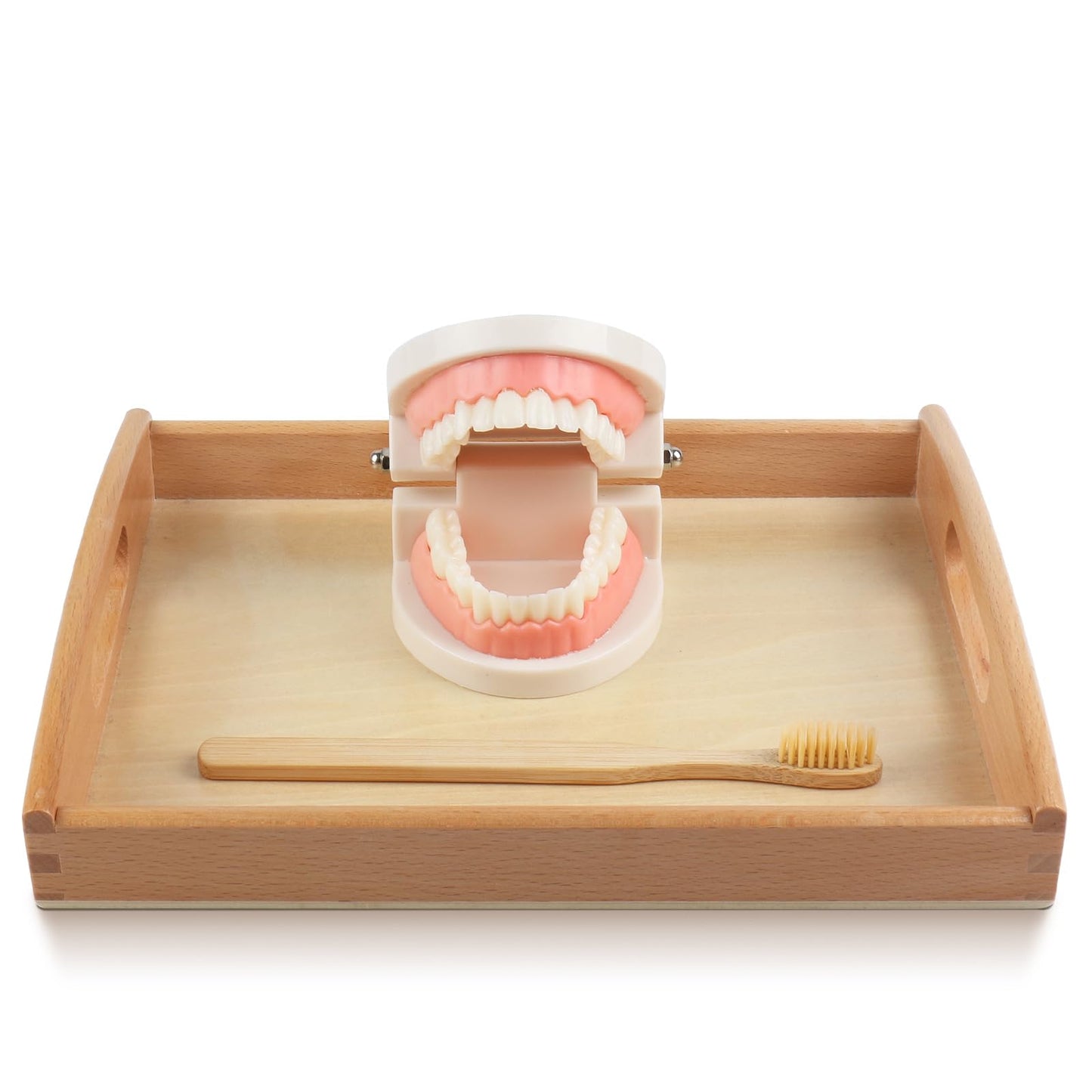 MEROCO Montessori Practical Life Teeth Model and Cards Teeth Brushing Toys