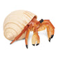 Safari Ltd. Hermit Crab Figurine - Detailed 4.5" Model Figure - Educational Toy for Boys, Girls, and Kids Ages 18M+