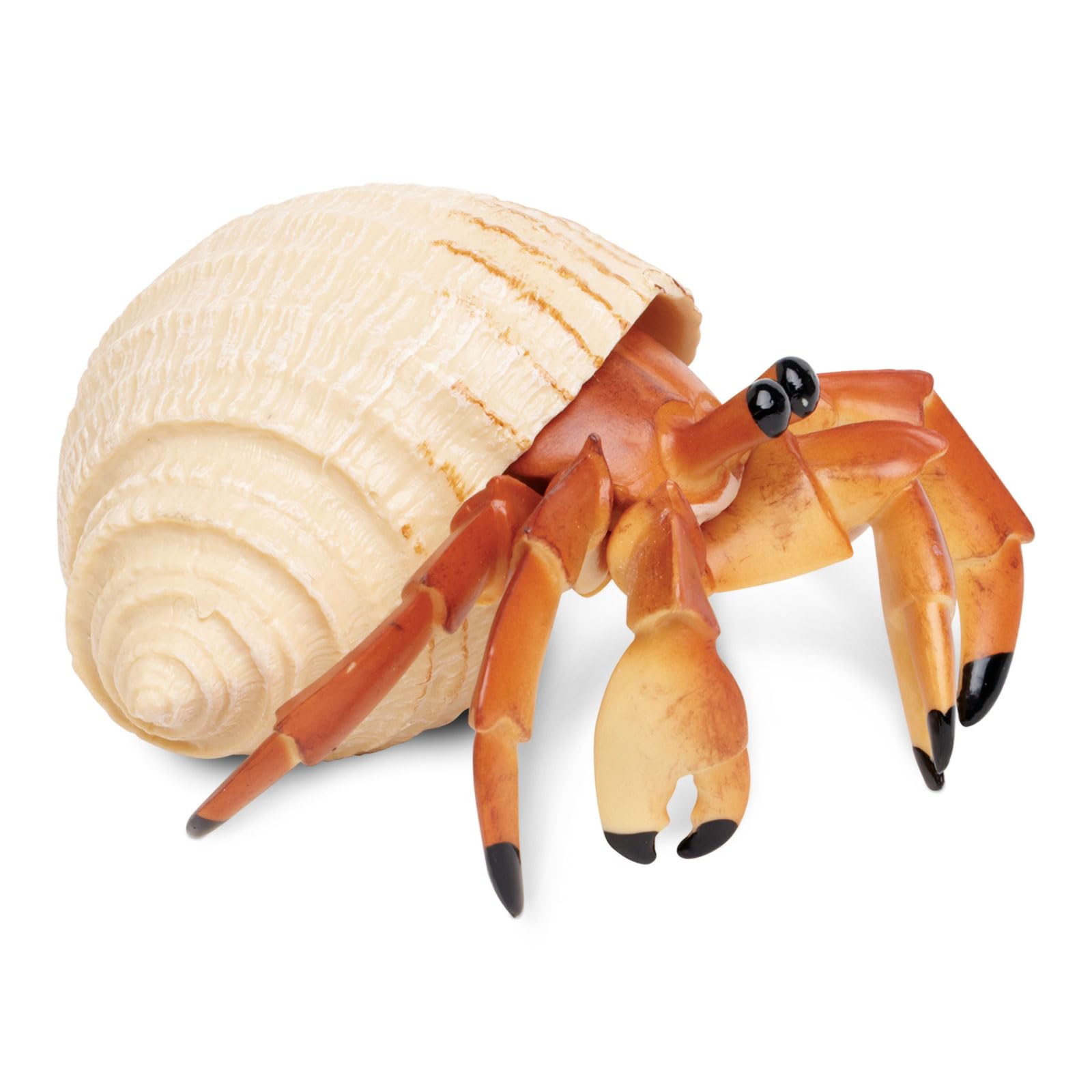 Safari Ltd. Hermit Crab Figurine - Detailed 4.5" Model Figure - Educational Toy for Boys, Girls, and Kids Ages 18M+