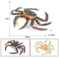 JOKFEICE Animal Figures Realistic Plastic King Crab Science Project, Learning Educational Toys, Birthday Gift, Cake Topper for Kids Toddlers