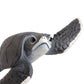Safari Ltd. Baby Sea Turtle Figurine - Lifelike 5.5" Model Figure - Educational Toy for Boys, Girls, and Kids Ages 18M+