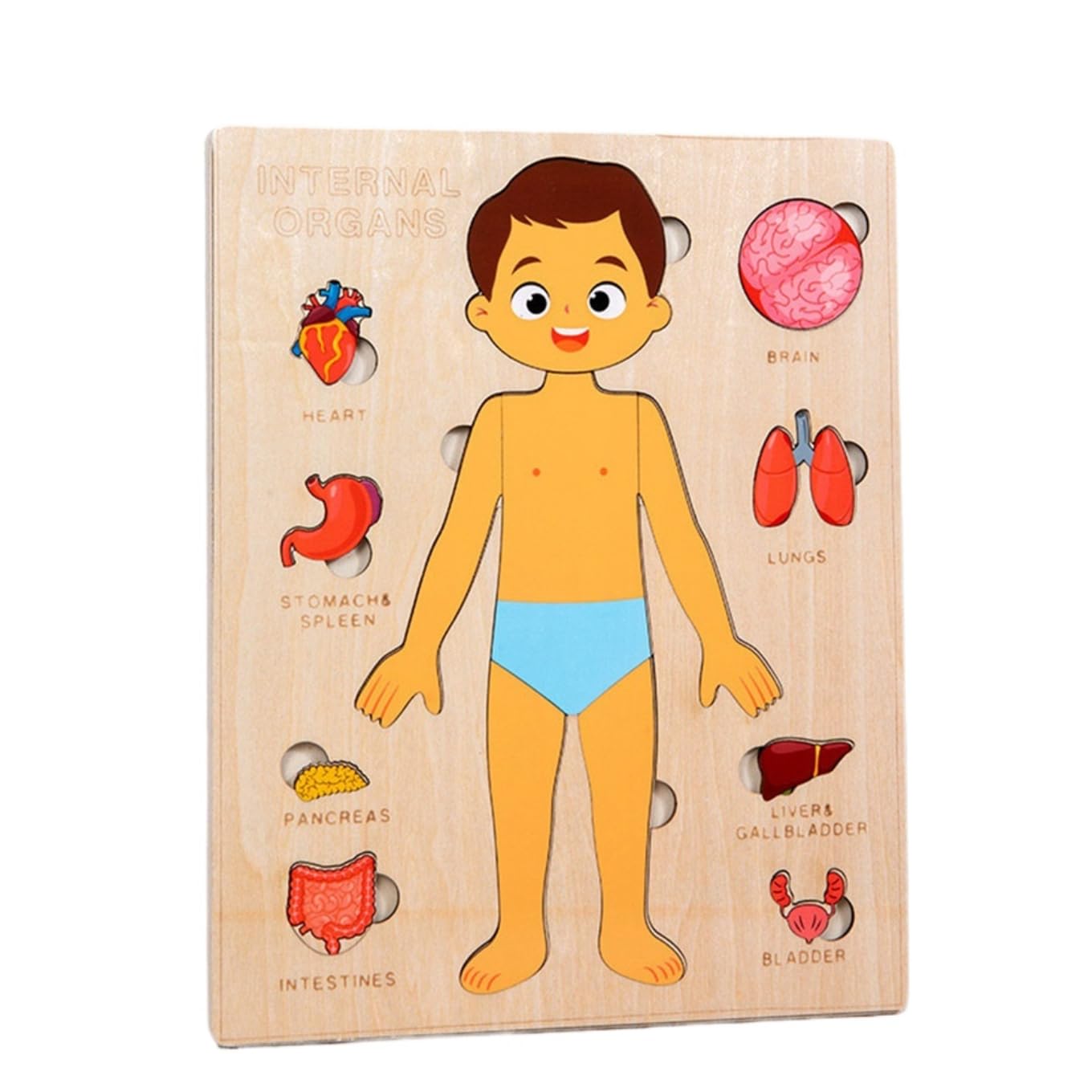 Montessori Jigsaw Puzzle of Human Structure Kids Human Learning Toy Anatomy Organ Model Anatomy Toy Children Human Organ Education Toys Human Organ