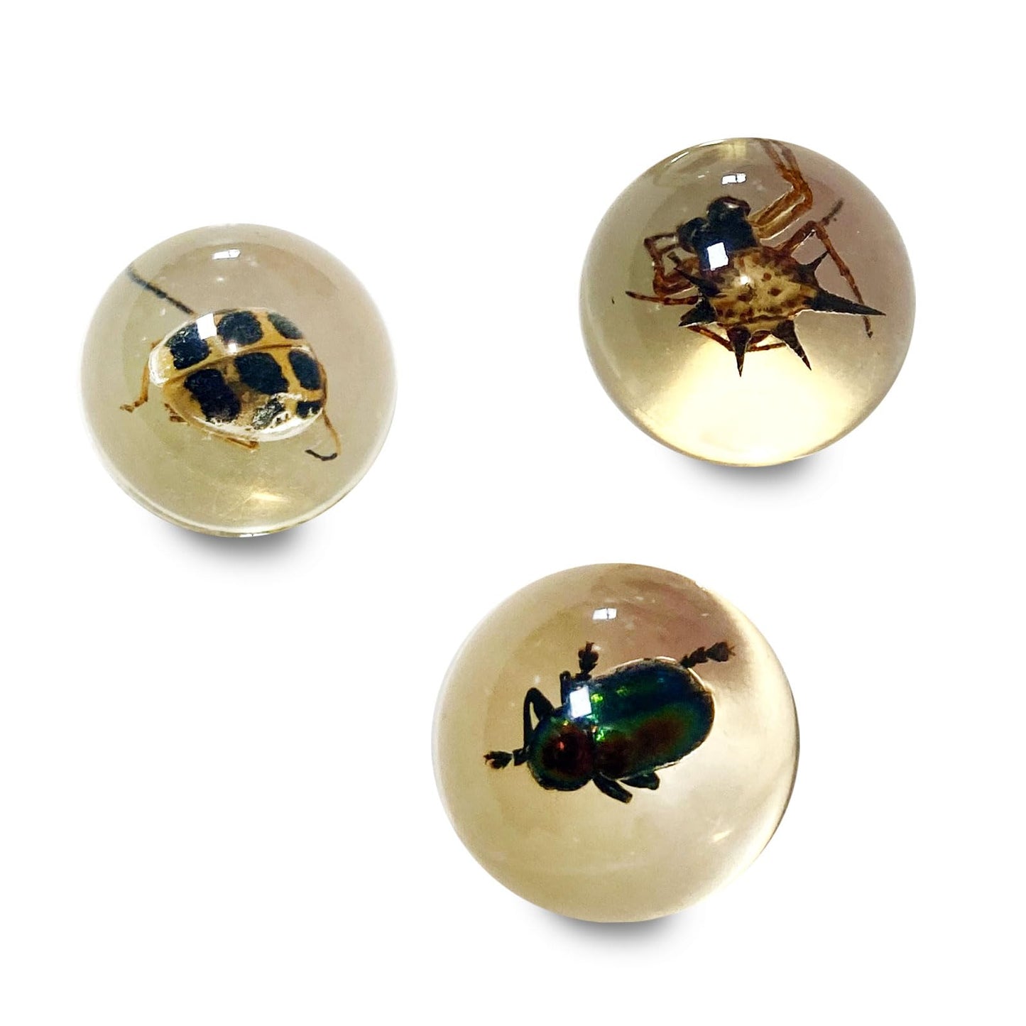 Safari Ltd. Geoworld Bug Marbles - Set of 8 Marbles 1 Inch with Real Insect Specimens