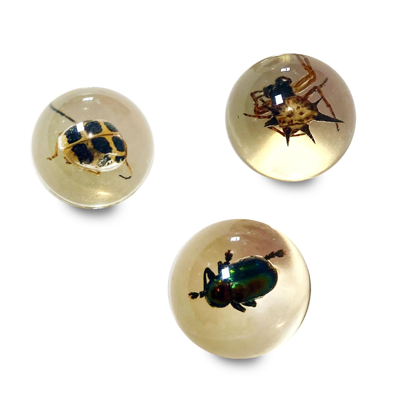 Safari Ltd. Geoworld Bug Marbles - Set of 8 Marbles 1 Inch with Real Insect Specimens