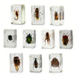 Geoworld 10 Insect Specimens Set - Real Beetles, Scorpions, Crickets in Resin with Magnifying Glass & Booklet - Great for Science Projects - Kids