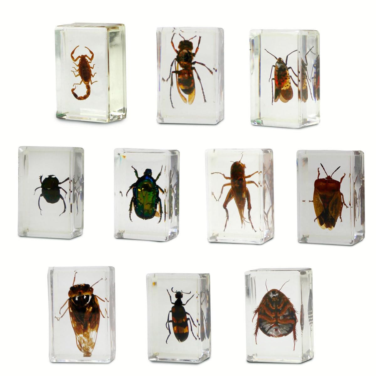 Geoworld 10 Insect Specimens Set - Real Beetles, Scorpions, Crickets in Resin with Magnifying Glass & Booklet - Great for Science Projects - Kids