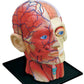 4D Vision Human Head Anatomy Model