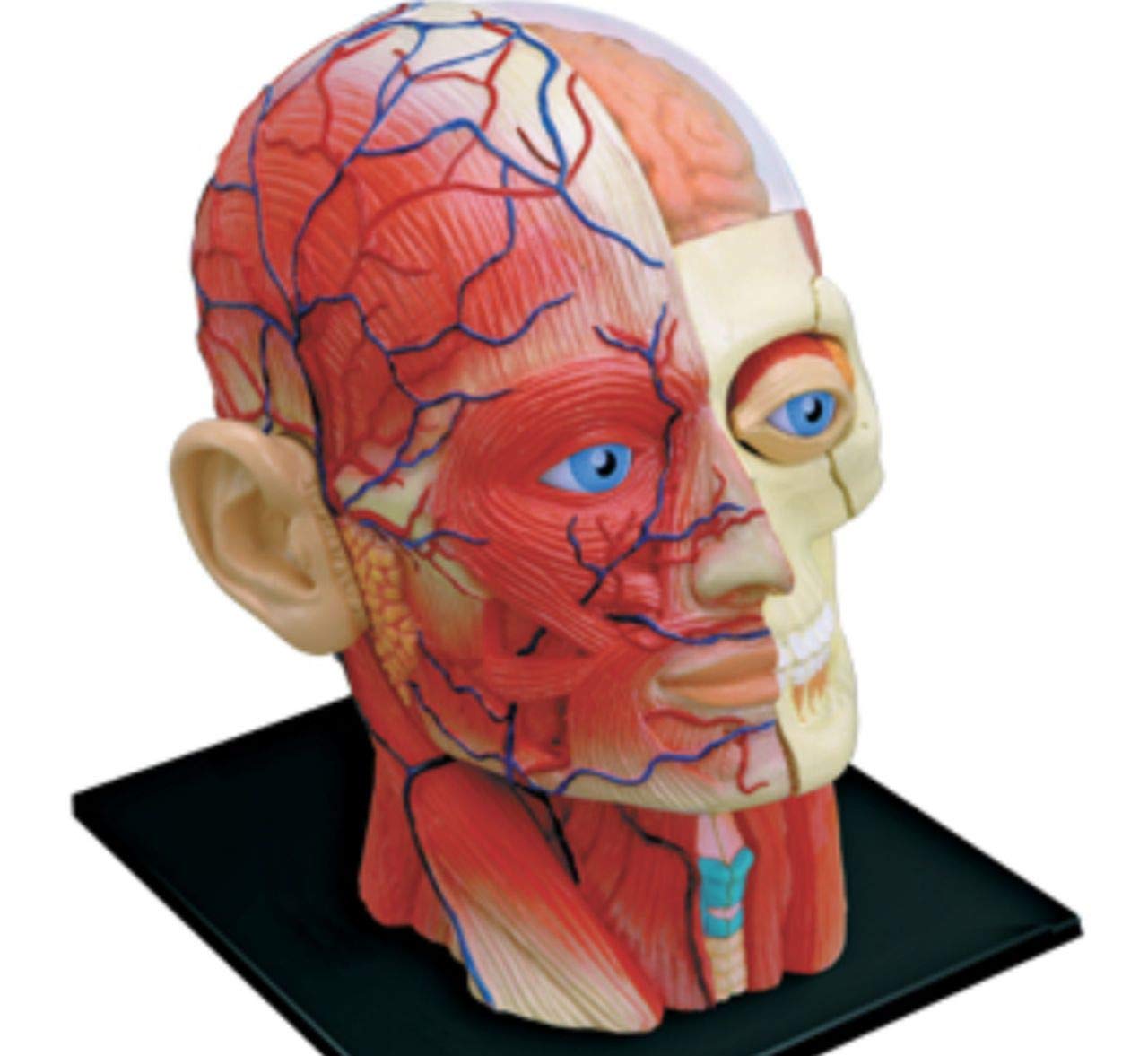 4D Vision Human Head Anatomy Model