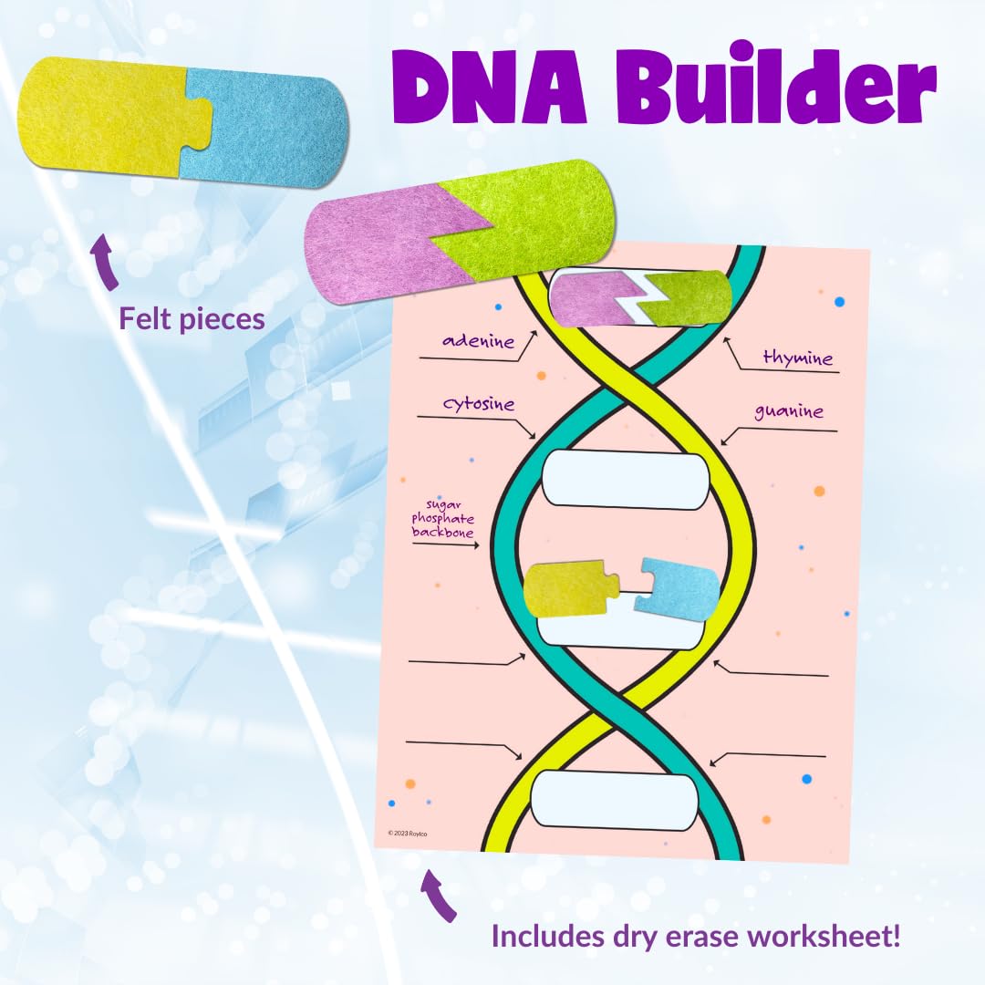 Roylco DNA Builder - Back to School Interactive DNA Model Kit for Kids, Hands-On STEM Activity for Classrooms, Science Centers & Homeschool Learning