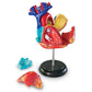Learning Resources Human Heart Model, Anatomy and Science Classroom Must Haves, Body Model, STEM Study Tools, Back to School Kits, Homeschool Gifts