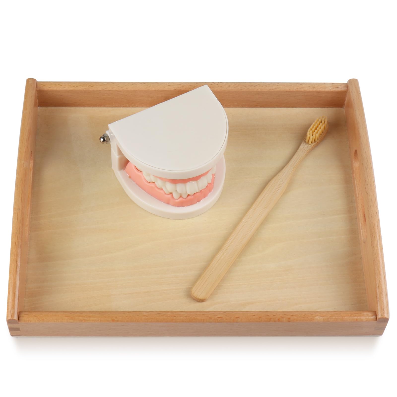 MEROCO Montessori Practical Life Teeth Model and Cards Teeth Brushing Toys
