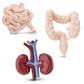Safari Ltd. Human Organs TOOB - 8 Mini Figurines Including Brain, Heart, Lungs, Liver, Kidneys, Stomach, and Intestines - Anatomy Educational Toy