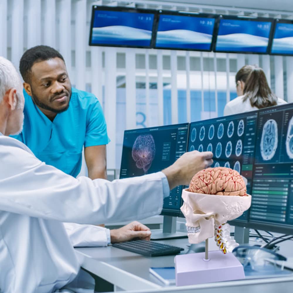 Human Skull and Brain Anatomy Model Life-Size