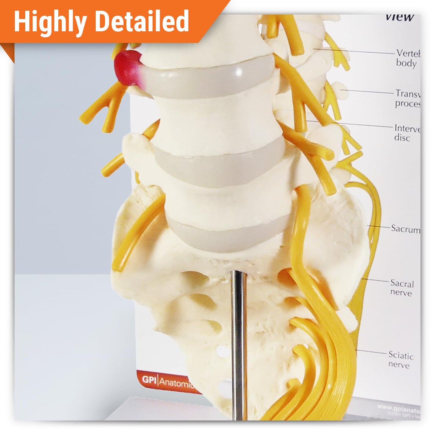 GPI Anatomicals 5-Piece Vertebrae Model with Sacrum, Spine Model