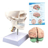 Human Skull and Brain Anatomy Model Life-Size