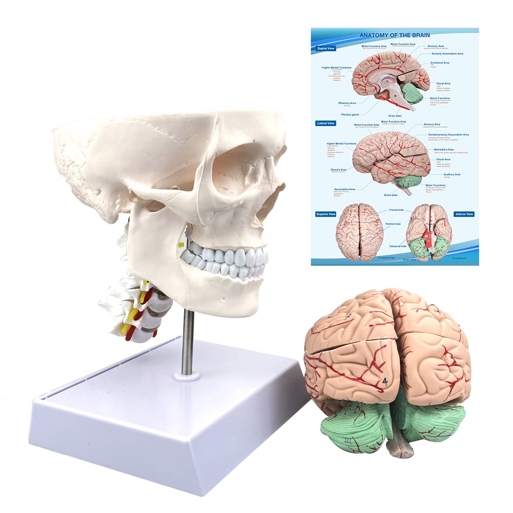 Human Skull and Brain Anatomy Model Life-Size