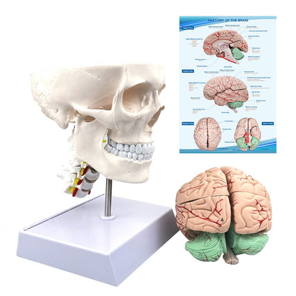 Human Skull and Brain Anatomy Model Life-Size