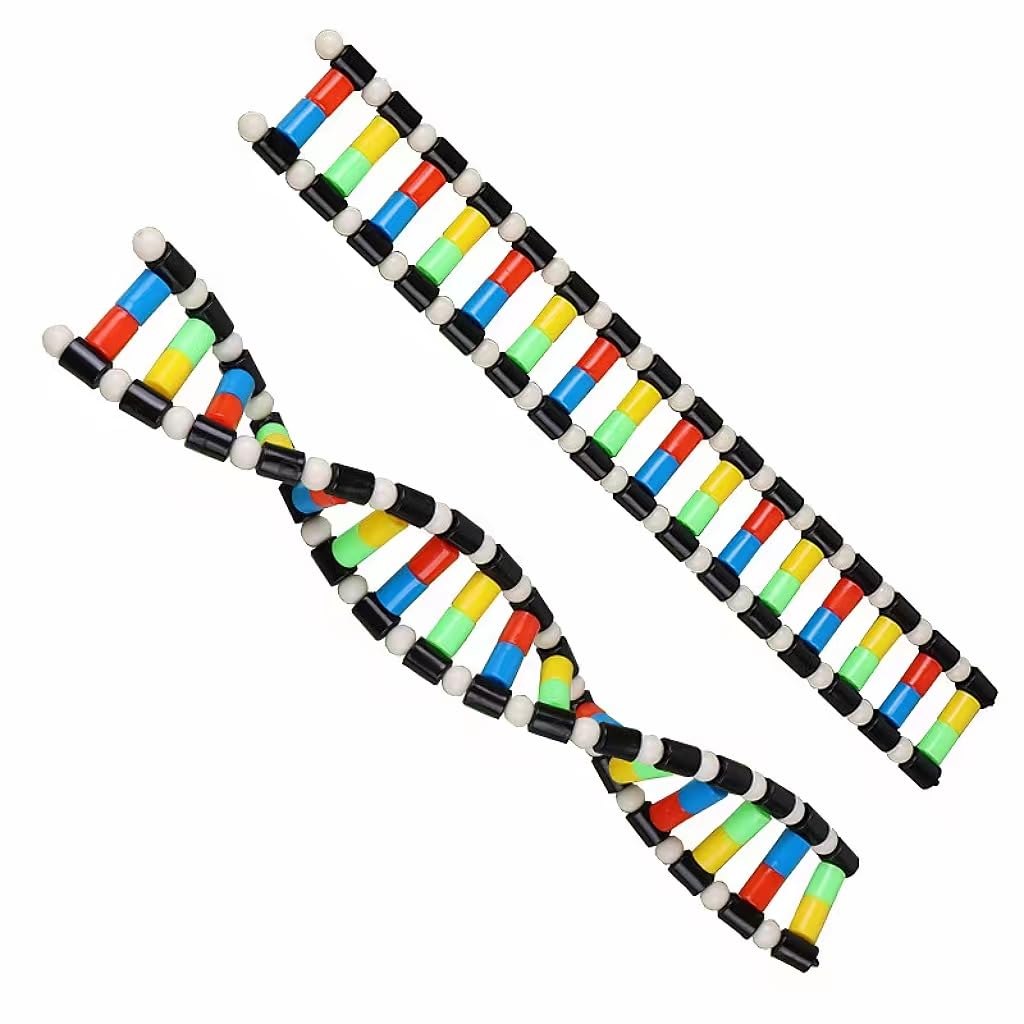 Mitoltpoci DNA Model Double Helix Structure Model for Adults, Biology Education, Easy to Assemble and Disassemble