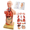 Generies 2026 New 15 Pcs Removable 3D Human Torso Anatomy Model,11 inch Human Body Model with Heart Brain Skeleton Head for Medical Student