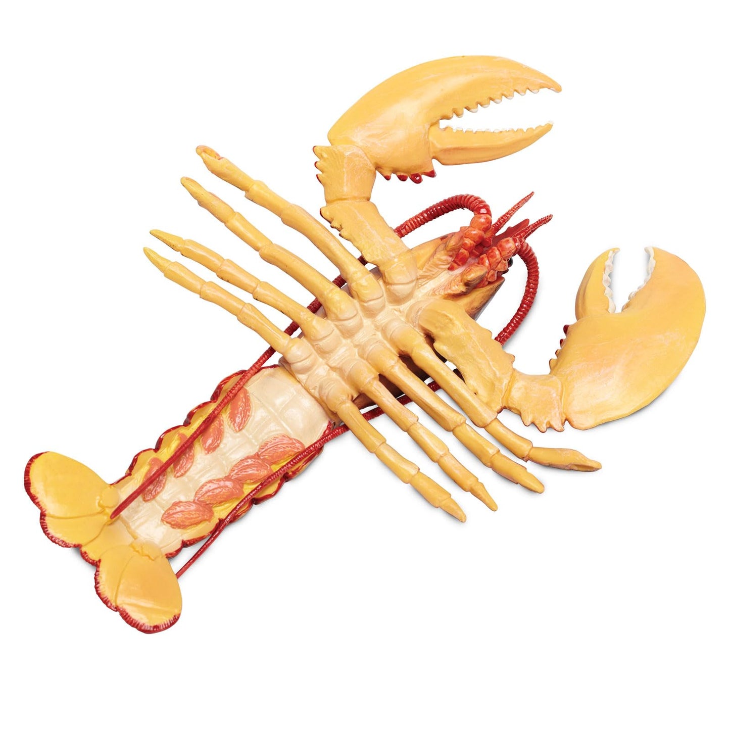 Safari Ltd. Maine Lobster Figurine - Realistic 8" Crustacean Figure - Educational Toy for Boys, Girls, and Kids Ages 3+