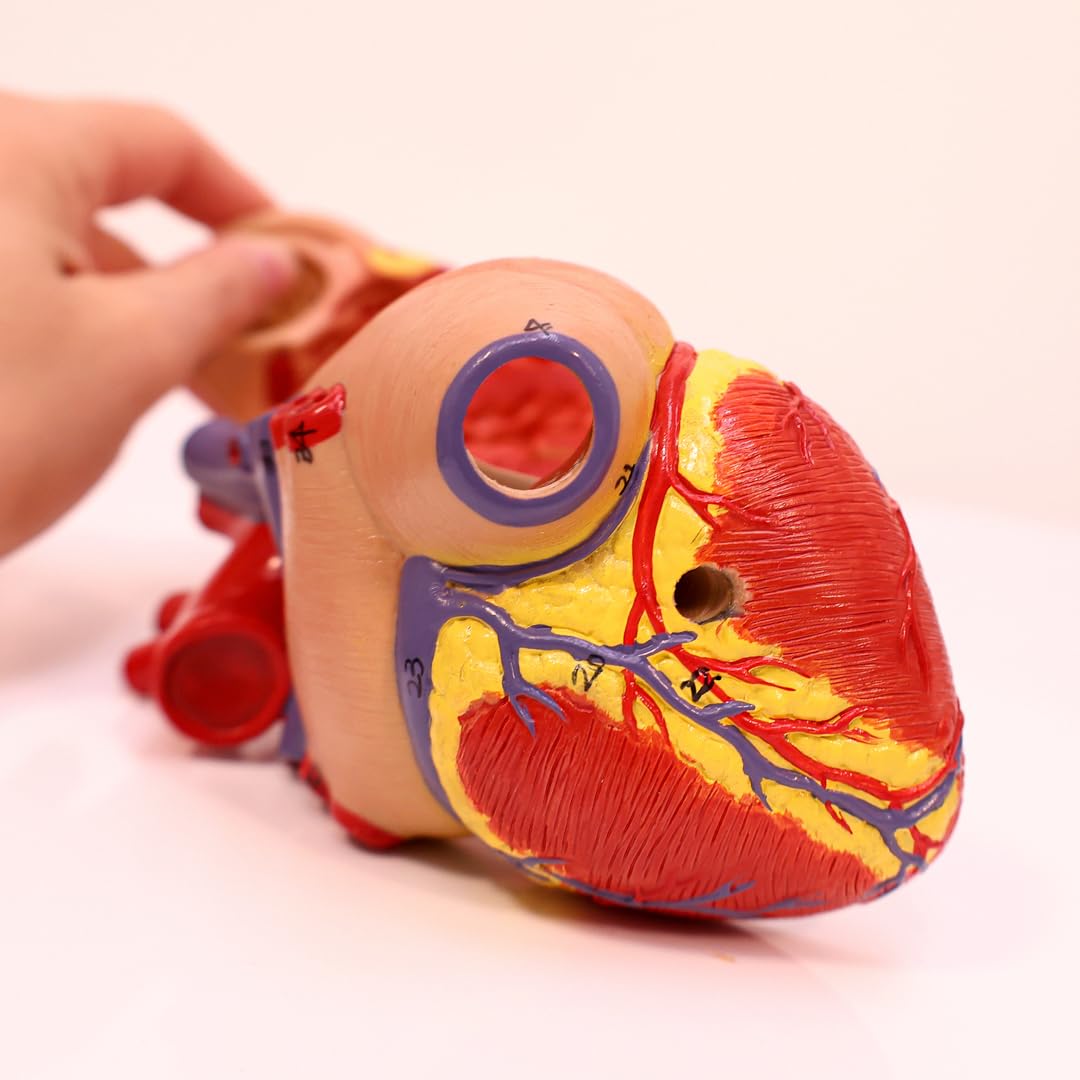 Axis Scientific Life-Size Human Heart Model