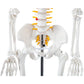 Axis Scientific Mini Human Skeleton Model with Metal Stand