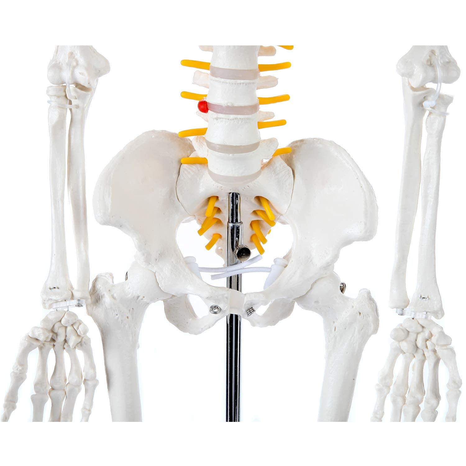 Axis Scientific Mini Human Skeleton Model with Metal Stand
