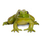 Safari Ltd. American Bullfrog Figurine - Realistic 4.75" Model Figure - Educational Toy for Boys, Girls, and Kids Ages 18M+