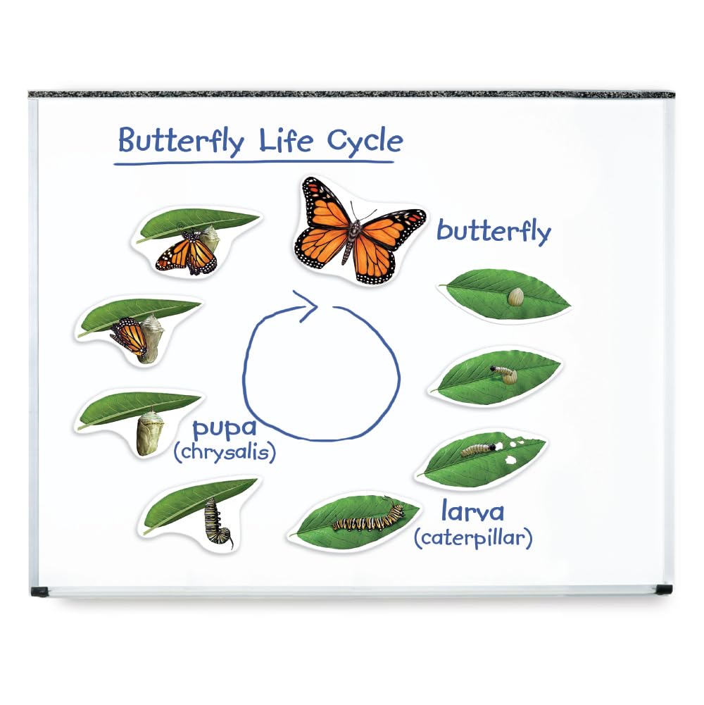 Learning Resources Giant Magnetic Butterfly Life Cycle - Write-and-Wipe Teaching Aids and STEM Decor, Butterfly Life Cycle Models, Dry Erase