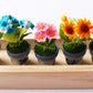 ThaiHonest Set 5 Assorted Dollhouse Miniature Flowers,Tiny Flowers in Ceramic Pot with Planter Box, Dollhouse Accessories for Collectibles