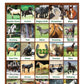 Horse Bingo Educational Game | 6 Picture Boards, 42 Informative Cards & Bingo Chips | Fun for All Ages | Made in The USA