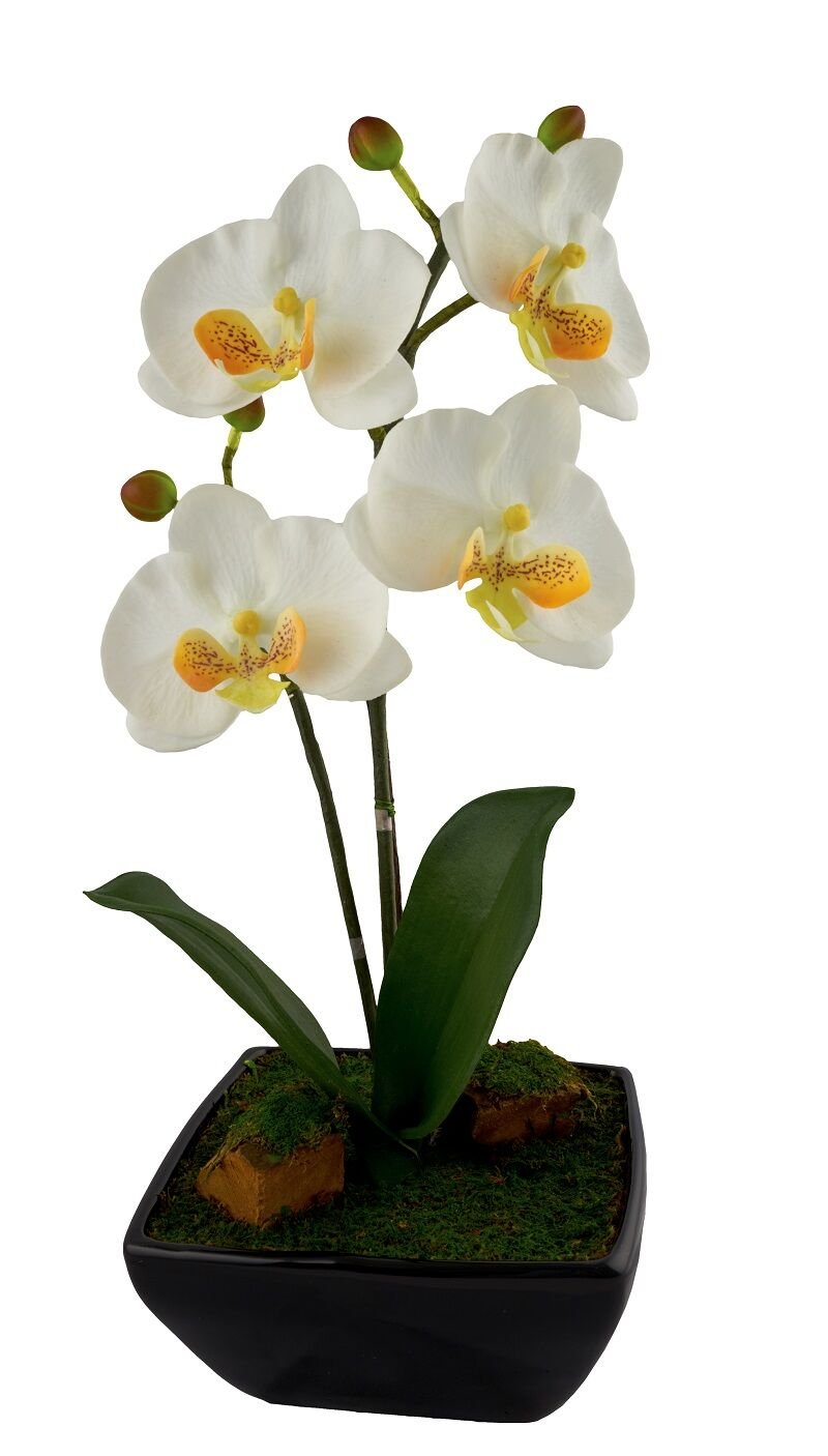 Red Vanilla OF464-100 Phalaenopsis White Centerpiece with Black Base,17.25" X 8.75"
